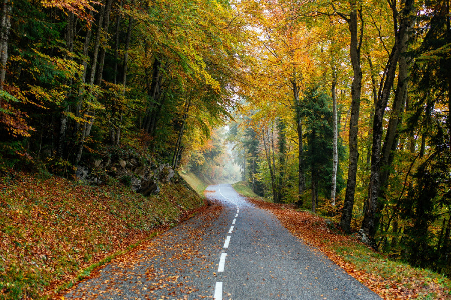 Autumn Trees Covered with Road Photograph Print 100% Australian Made