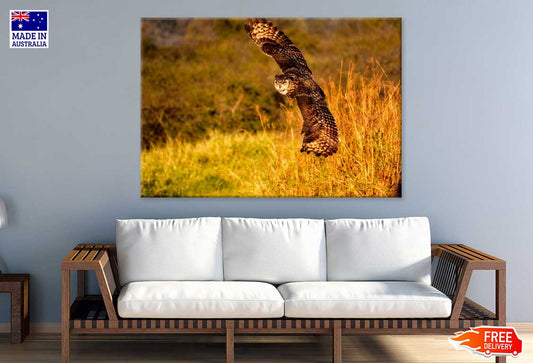 Flying Owl on Field Photograph Print 100% Australian Made