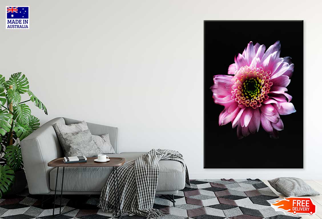 Pink Gerbera on Dark Closeup View Photograph Print 100% Australian Made