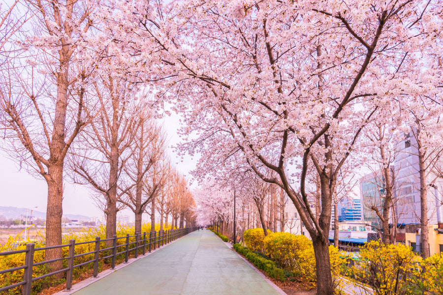 Pink Blossom Trees near Road View Photograph Print 100% Australian Made