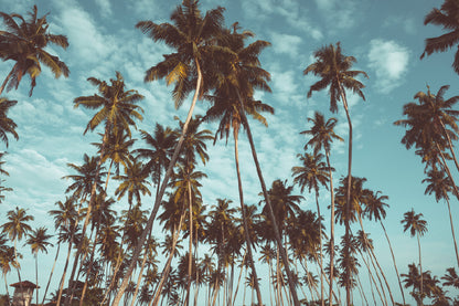 Coconut Palm Trees & Sky View Photograph Print 100% Australian Made