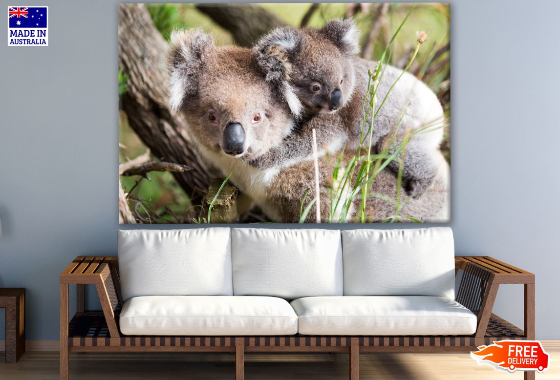 Koala Bears on Tree Photograph Print 100% Australian Made