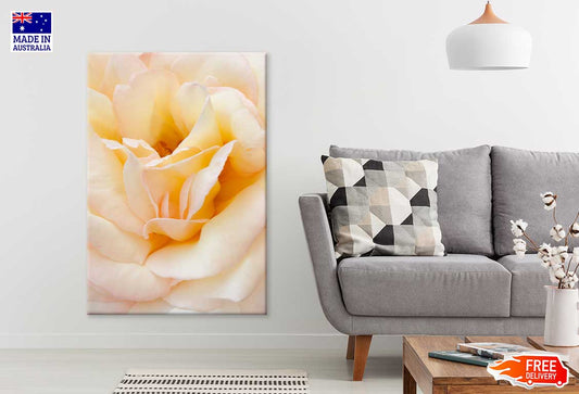 Peach Rose Closeup View Photograph Print 100% Australian Made