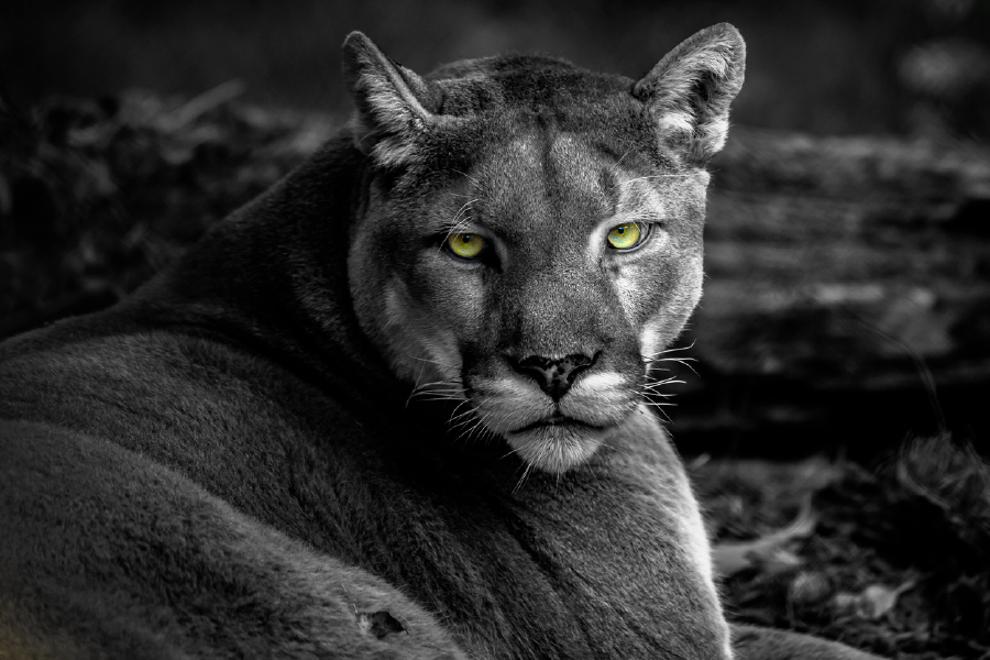 Lioness B&W photograph Print 100% Australian Made