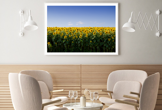 Sunflowers Field & Sky View Photograph Home Decor Premium Quality Poster Print Choose Your Sizes