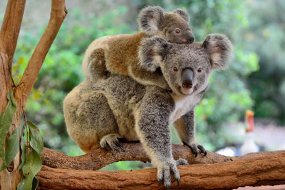 Koala Bear on Tree Photograph Home Decor Premium Quality Poster Print Choose Your Sizes