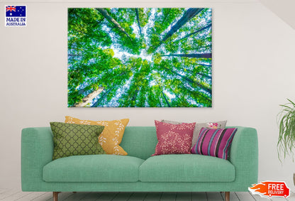 Green Tall Trees View From Below Photograph Print 100% Australian Made