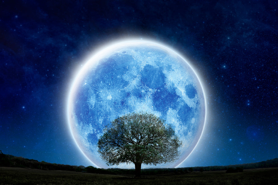 Super Full Moon & Tree Night View Photograph Print 100% Australian Made