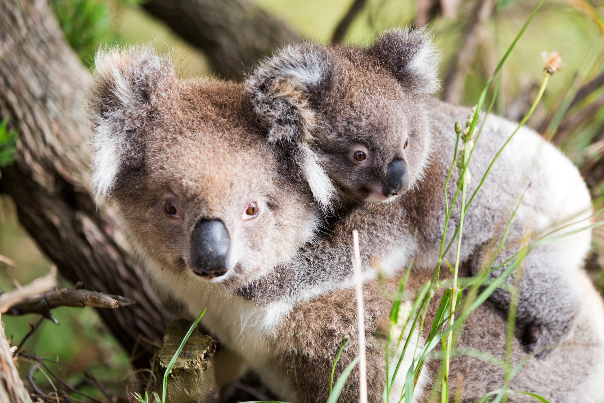 Koala Bears on Tree Photograph Home Decor Premium Quality Poster Print Choose Your Sizes