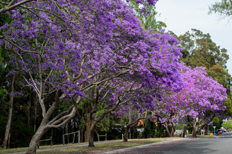 Blossom Trees & Sky View Photograph Print 100% Australian Made