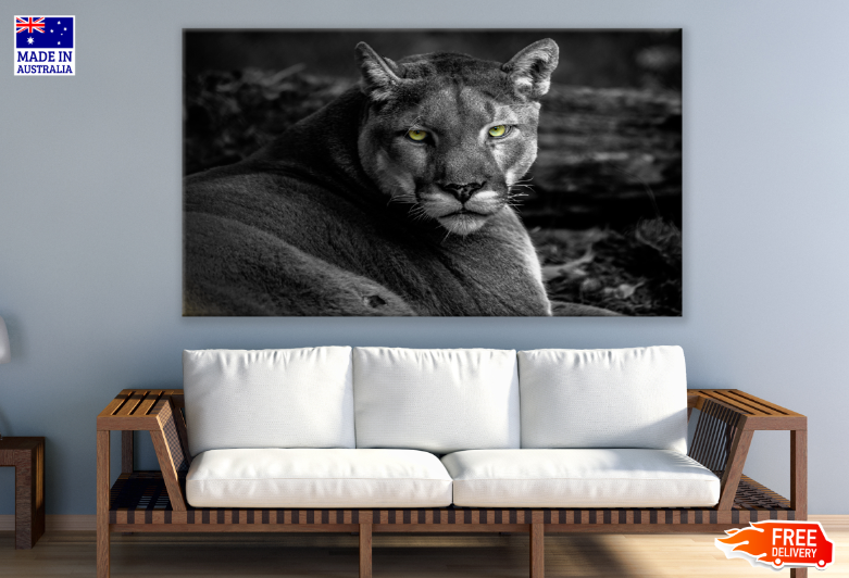 Lioness B&W photograph Print 100% Australian Made