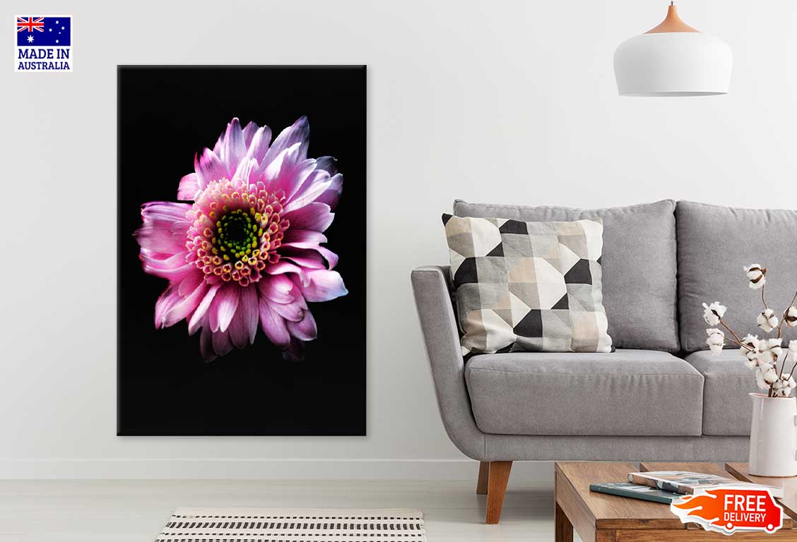 Pink Gerbera on Dark Closeup View Photograph Print 100% Australian Made