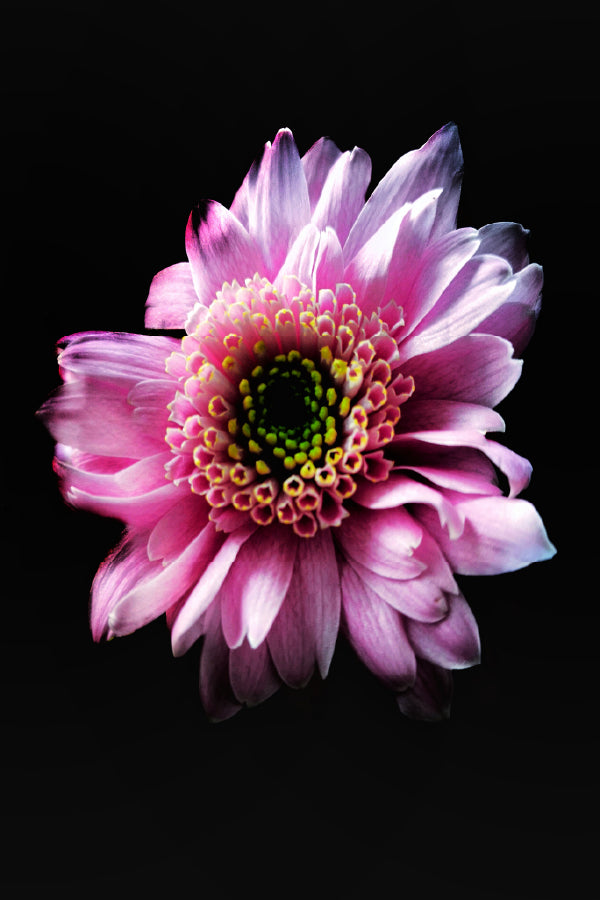 Pink Gerbera on Dark Closeup View Photograph Print 100% Australian Made