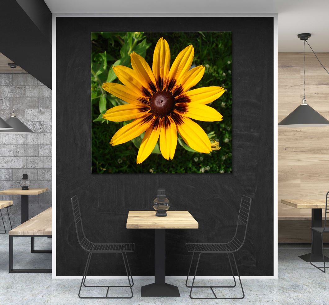 Square Canvas Yellow Rudbeckia Flower View Photograph High Quality Print 100% Australian Made