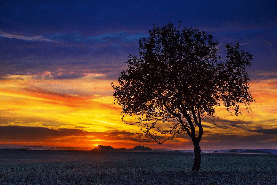 Alone Tree in the Sunset Photograph Print 100% Australian Made