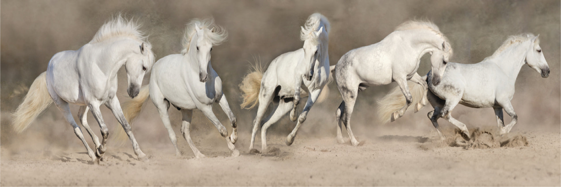 Panoramic Canvas Horses Running on Sand Ground Dust High Quality 100% Australian made wall Canvas Print ready to hang