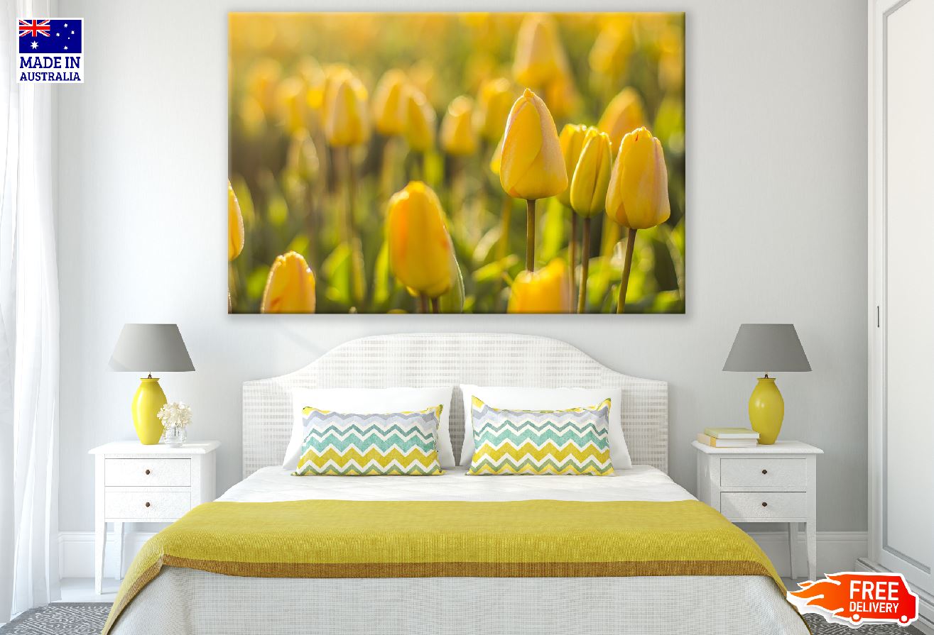 Yellow Tulip Flowers Photograph Print 100% Australian Made