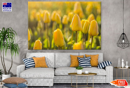 Yellow Tulip Flowers Photograph Print 100% Australian Made