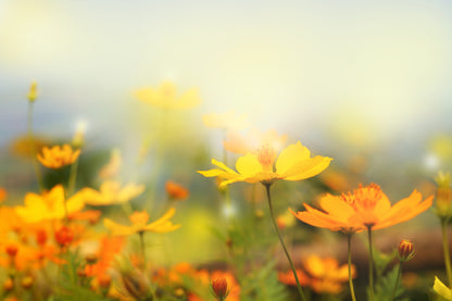 Yellow Wild Flower Filed View Photograph Print 100% Australian Made