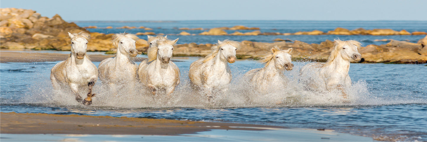 Panoramic Canvas Horses Running on Water High Quality 100% Australian made wall Canvas Print ready to hang