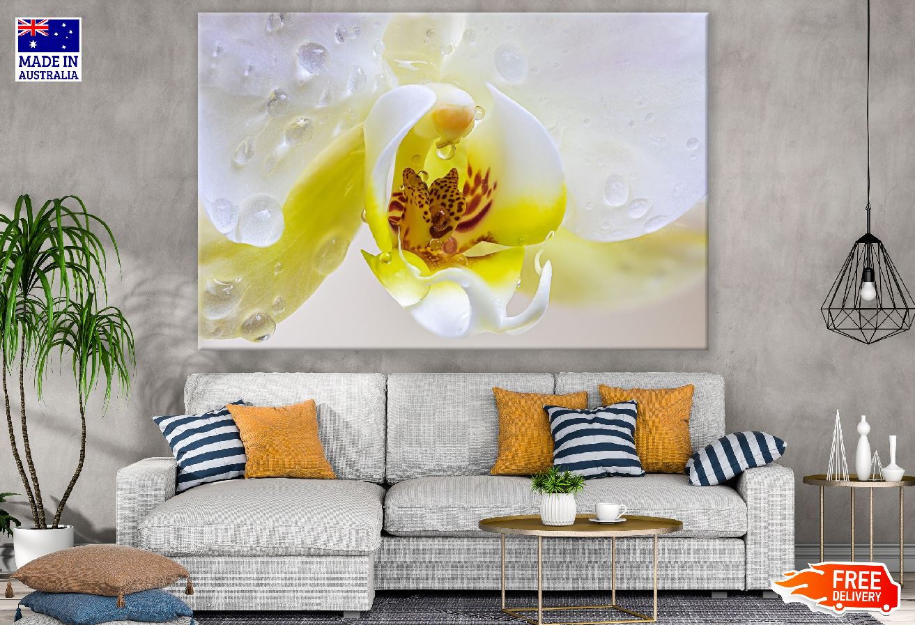 White Yellow Orchid Flowers Closeup Photograph Print 100% Australian Made