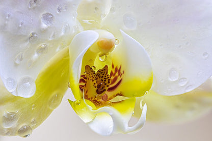 White Yellow Orchid Flowers Closeup Photograph Print 100% Australian Made