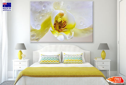 White Yellow Orchid Flowers Closeup Photograph Print 100% Australian Made