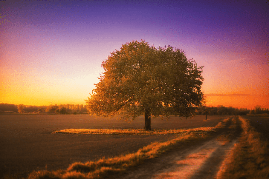 Maple Tree Autumn Sunset Photograph Print 100% Australian Made