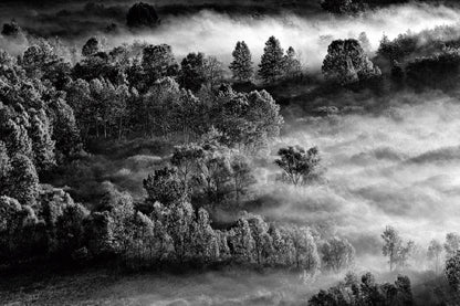 Foggy Forest Aerial B&W View Photograph Print 100% Australian Made