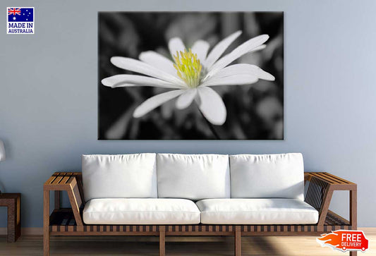 White Chickweeds Flower View Photograph Print 100% Australian Made