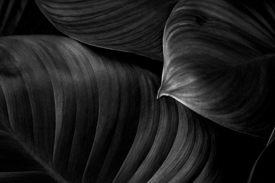 Leaf on Dark B&W Photograph Print 100% Australian Made