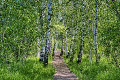 Footpath in Forest Photograph Print 100% Australian Made