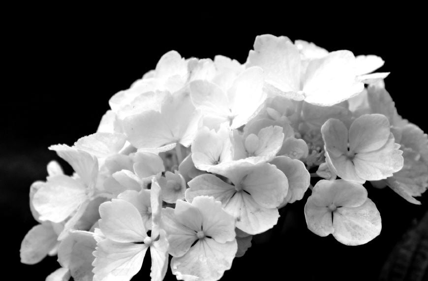 Hydrangea Flowers B&W Photograph Print 100% Australian Made