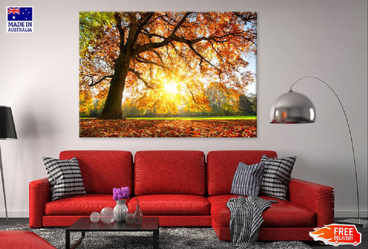 Autumn Tree with Sunshine Photograph Print 100% Australian Made