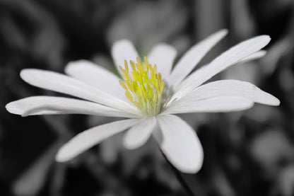 Aster Flower Closeup B&W View Home Decor Premium Quality Poster Print Choose Your Sizes