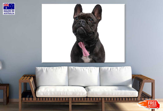 Black Fransk Bulldog Photograph Print 100% Australian Made