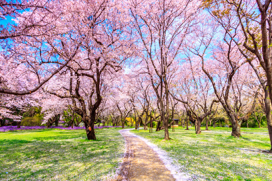 Blossom Flower Trees View Photograph Print 100% Australian Made