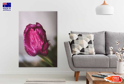 Purple Pink Tulip Closeup View Photograph Print 100% Australian Made