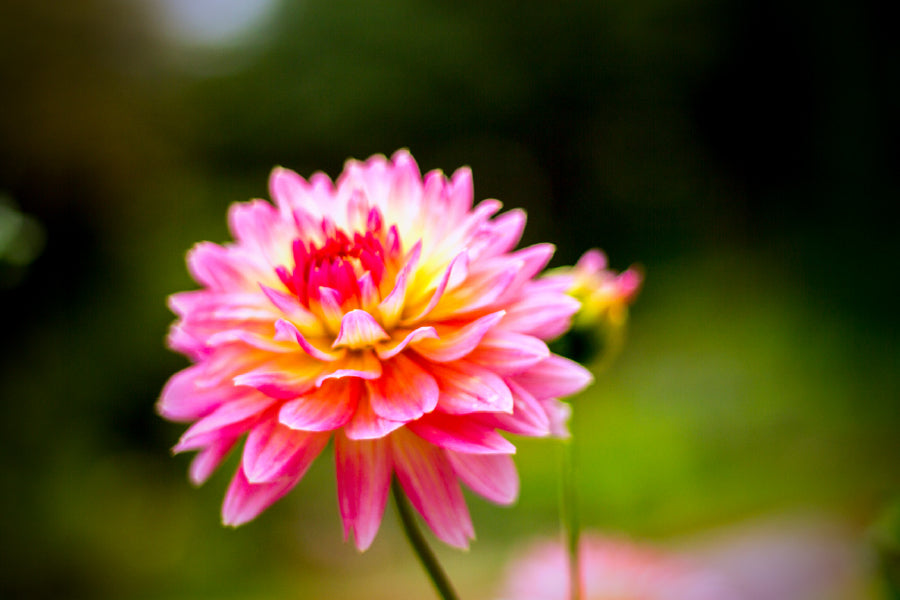 Pink Dahlia Flower Closeup View Photograph Home Decor Premium Quality Poster Print Choose Your Sizes