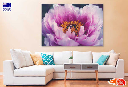 Pink Peony Flower Closeup View Photograph Print 100% Australian Made