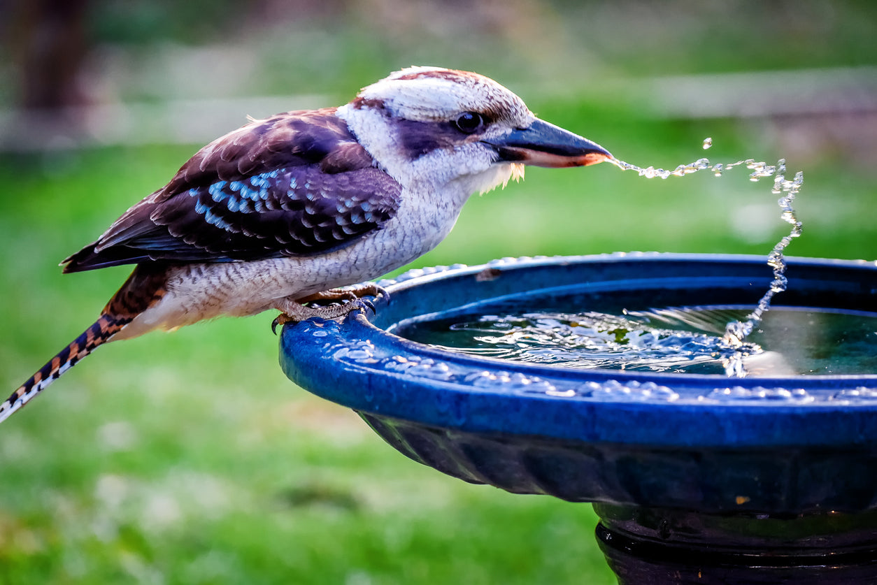 Kookaburra Drinking Water View Photograph Print 100% Australian Made