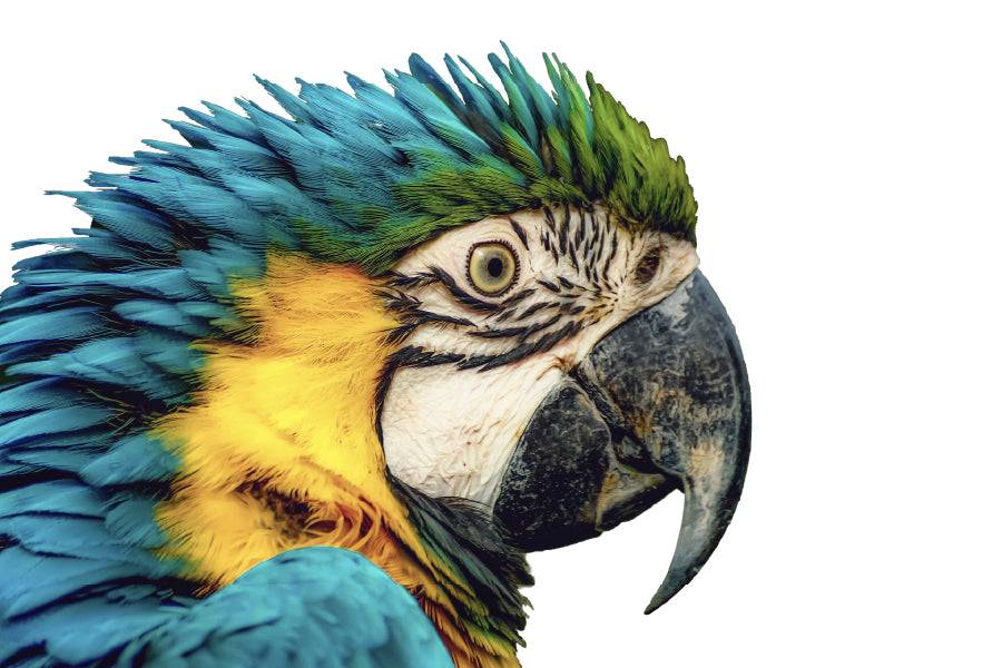 Parrot Closeup Side View Photograph Home Decor Premium Quality Poster Print Choose Your Sizes