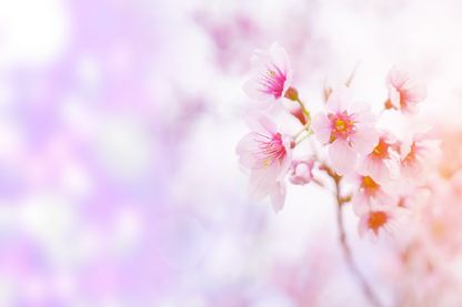 Blossom Flower On Trees Photograph Print 100% Australian Made