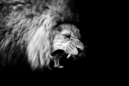 Lion Face B&W Photograph Print 100% Australian Made