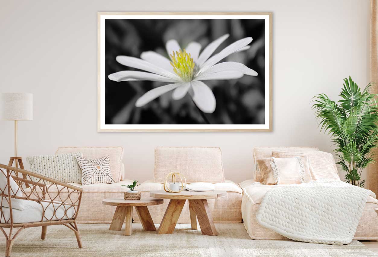 Aster Flower Closeup B&W View Home Decor Premium Quality Poster Print Choose Your Sizes