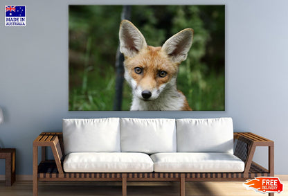 Red Fox Closeup Photograph Print 100% Australian Made