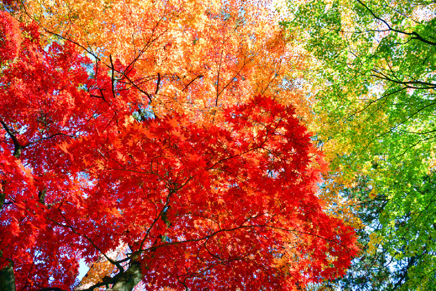 Red Orange & Green Autumn Trees Photograph Print 100% Australian Made