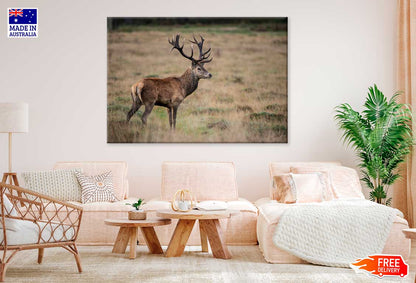 Red Deer Stag in Landscape Forest View Photograph Print 100% Australian Made