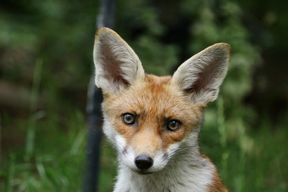 Red Fox Closeup Photograph Print 100% Australian Made