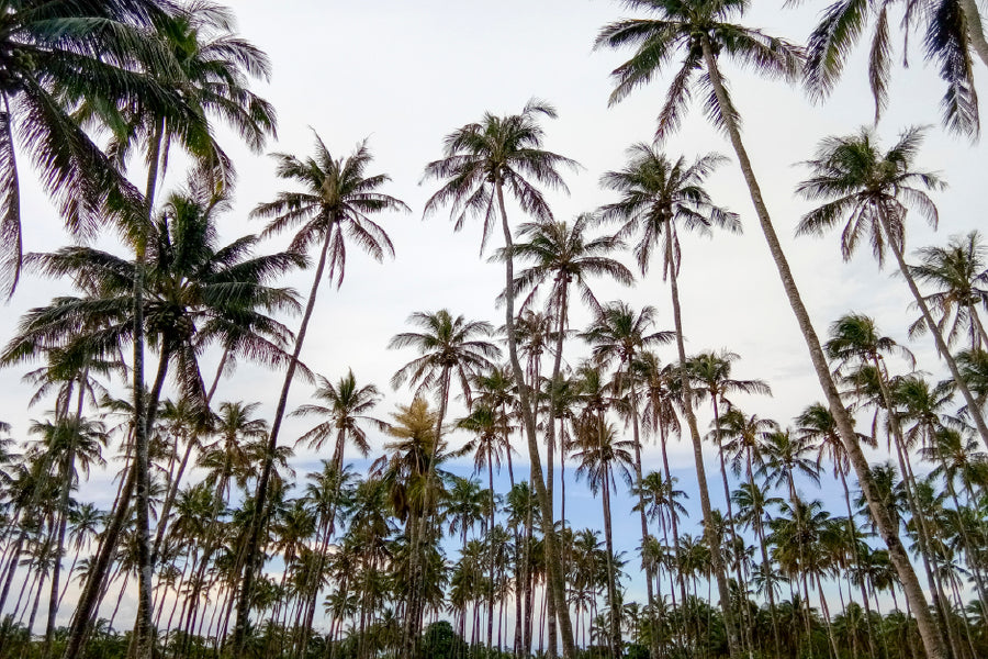 Palm Trees View Photograph in Sariaya Philippines Print 100% Australian Made